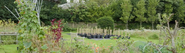 Plants and trees in botanical gardens 