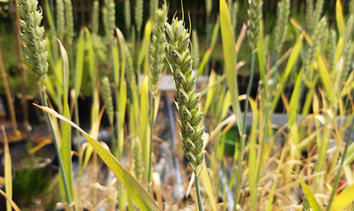 Wheat crop