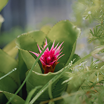 Bromeliad plant