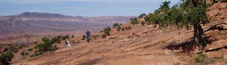 Desert with scrub trees and researcher in distance