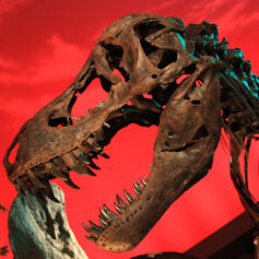 Close up of a dinosaur skeleton head