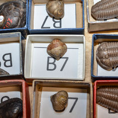 Prehistoric rock samples in boxes