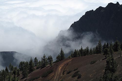 Mist in the trees up a mountain