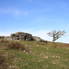 A tree and a rock formation on a hillside against a blue sky