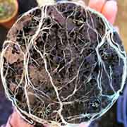 A close-up of plant roots in soil