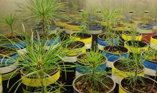 Lots of palm-like plants in small planting pots.