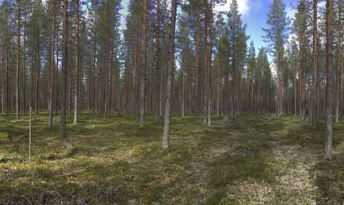 A wide-angle shot of Pinus sylvestris trees in a sparsely planted woodland.