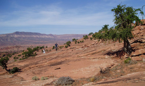 Desert with scrub trees and researcher in distance
