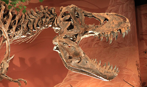 Tyrannosaurus rex skeleton